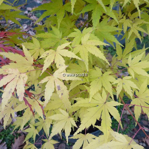 Acer palmatum Red Wood (2)