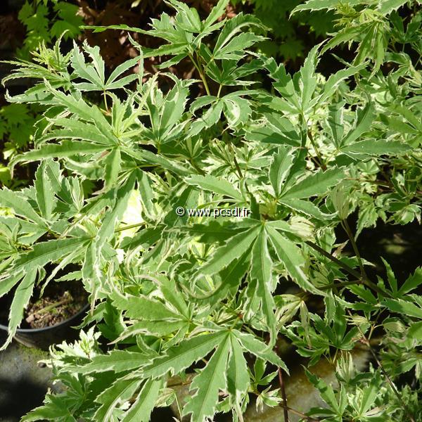 Acer palmatum Roseomarginatum