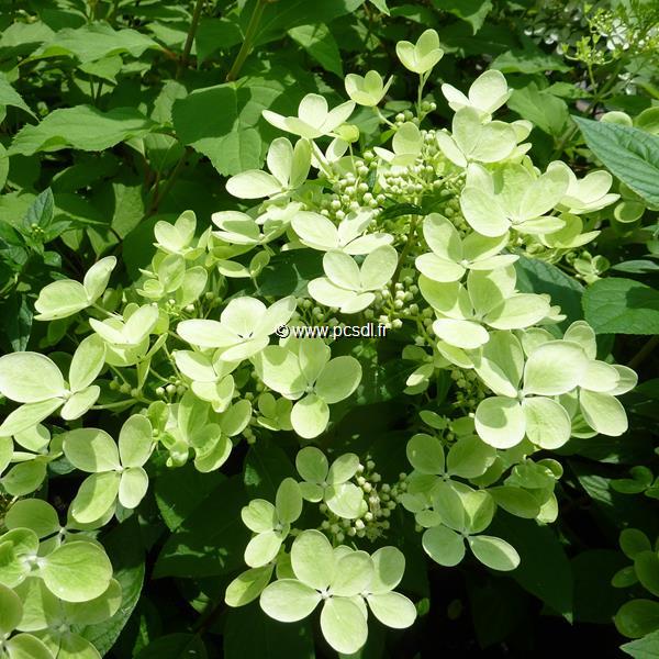 Hydrangea paniculata Pastel Green (3)