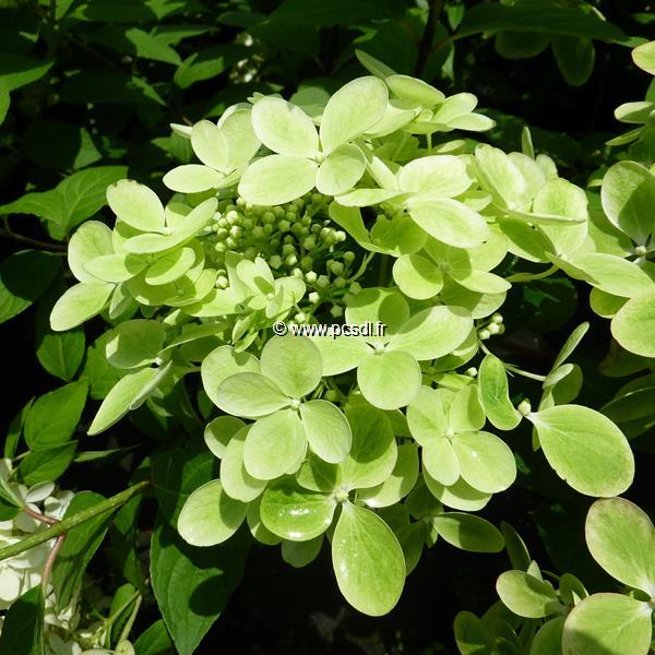 Hydrangea paniculata Pastel Green (1)