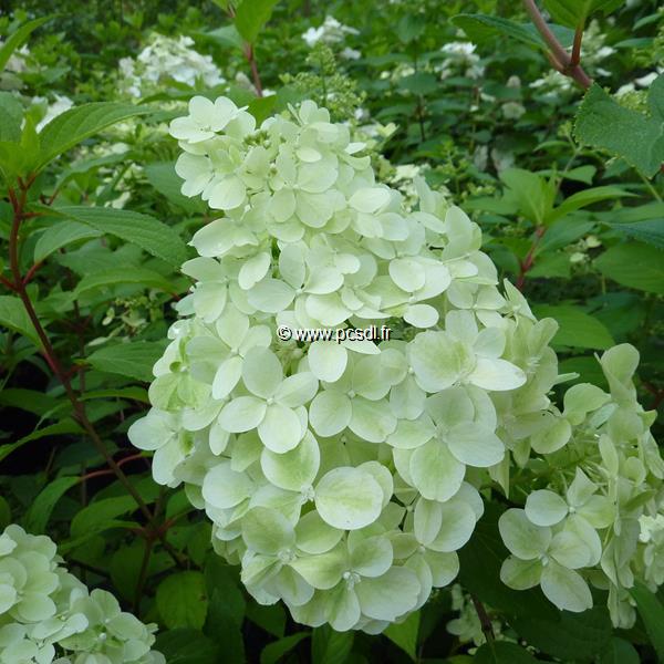 Hydrangea paniculata Diamantino (1)