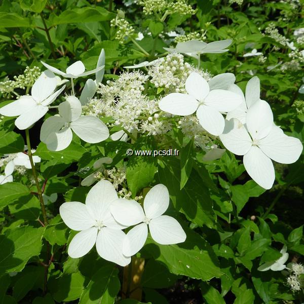 Hydrangea paniculata Starlight (1)