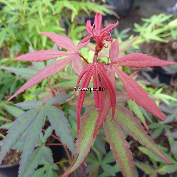 Acer palmatum Brandt's Dwarf (2)