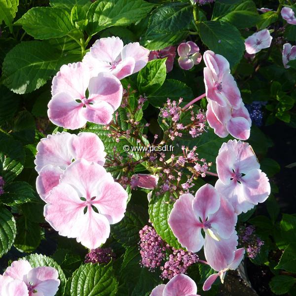 Hydrangea macrophylla Cahetel (3)