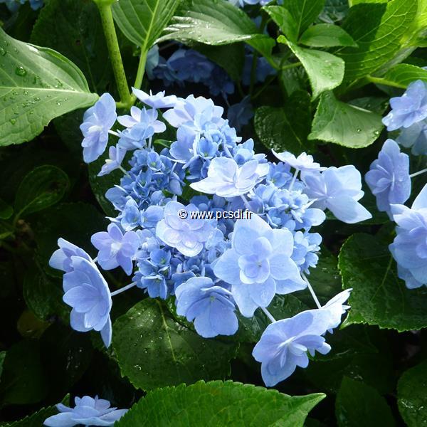 Hydrangea macrophylla Eternity (1)