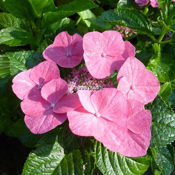 Hydrangea macrophylla Fasan (2)