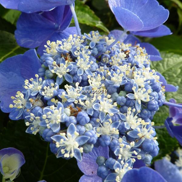 Hydrangea macrophylla Gimpel (2)