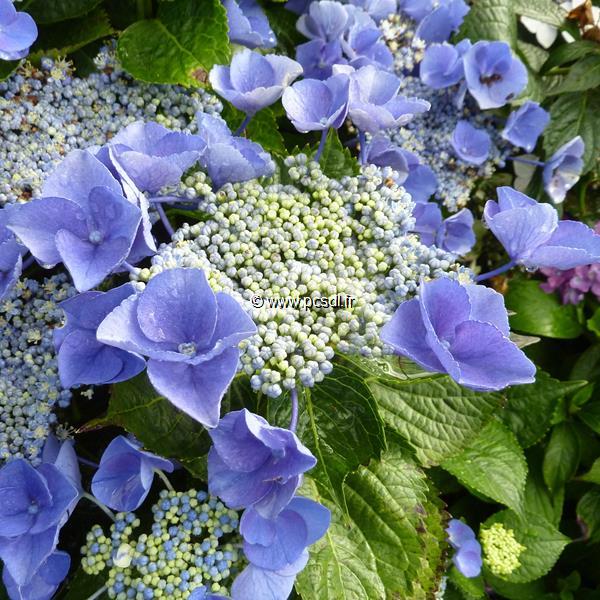 Hydrangea macrophylla Gimpel (3)