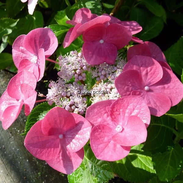 Hydrangea macrophylla Grasmucke