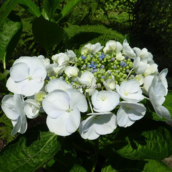 Hydrangea macrophylla Libelle (5)