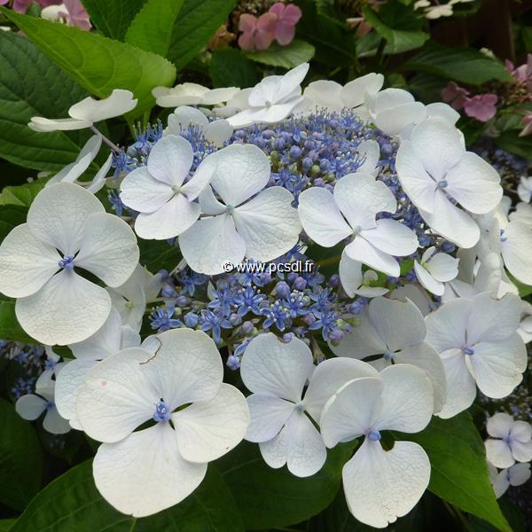 Hydrangea macrophylla Libelle (6)