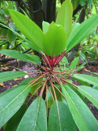 daphniphyllum%20macropodum%20(1)