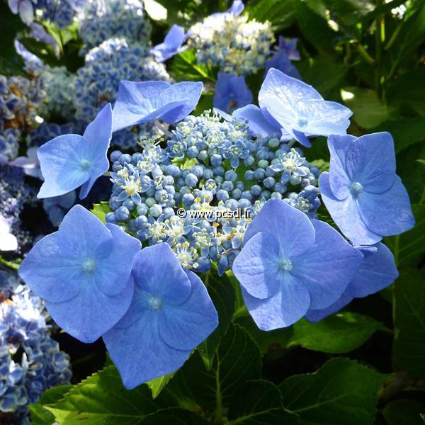 Hydrangea macrophylla Rotkehlchen (2)