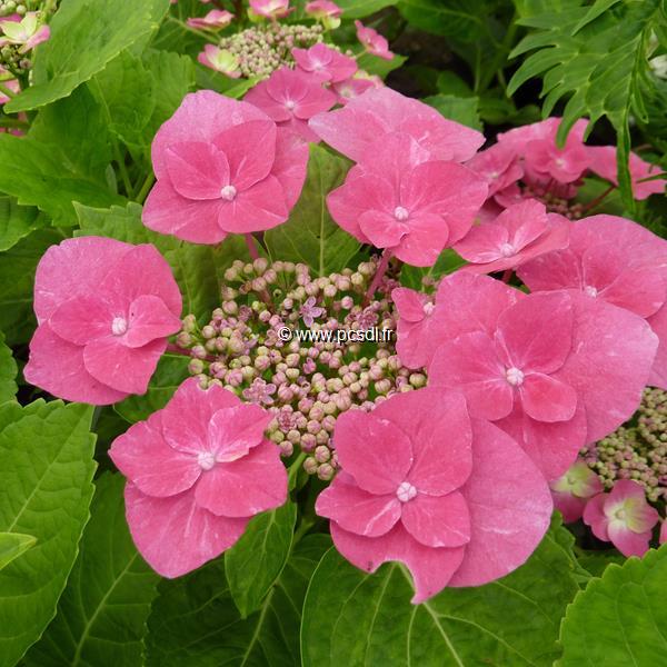 Hydrangea macrophylla Fasan (1)