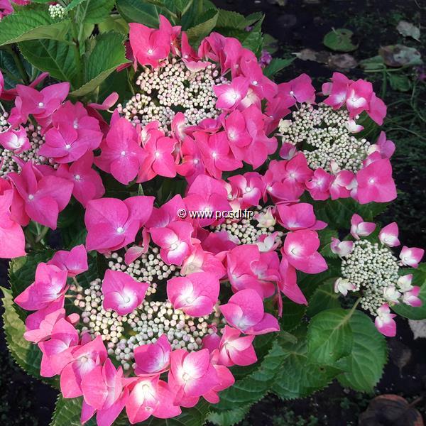 Hydrangea macrophylla Grasmucke (4)
