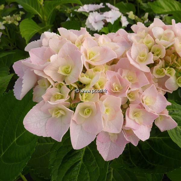 Hydrangea macrophylla Love (2)