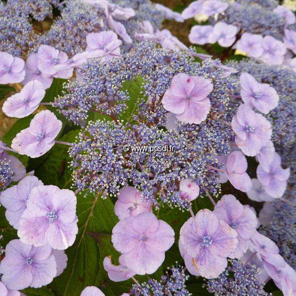 Hydrangea serrata Beni-yama (1)