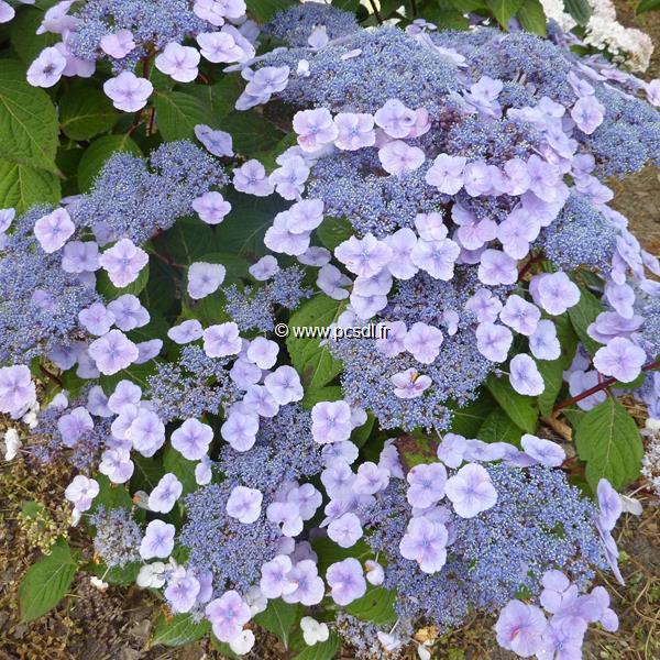 Hydrangea serrata Beni-yama (2)