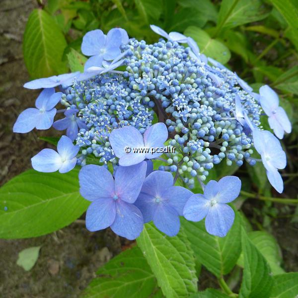 Hydrangea serrata Bleuet (3)