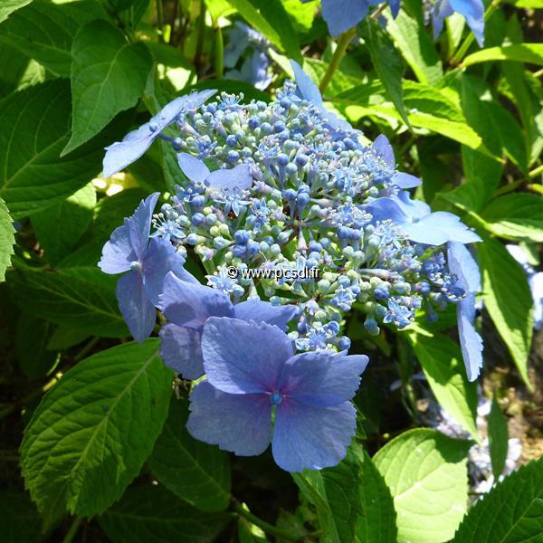Hydrangea serrata Bleuet