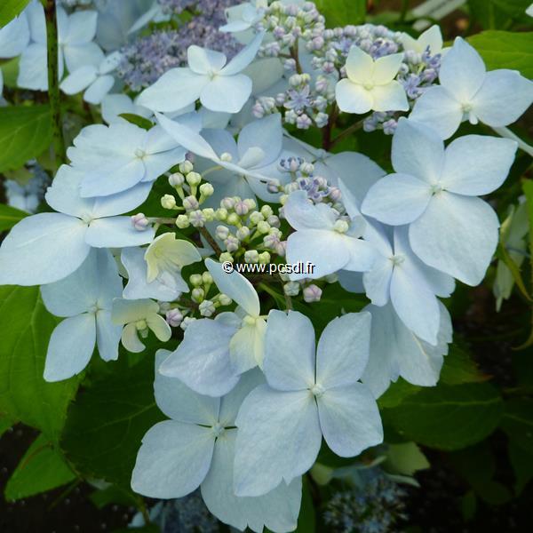 Hydrangea serrata Blue Deckle