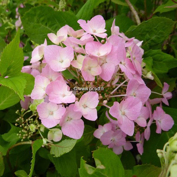 Hydrangea serrata Graciosa