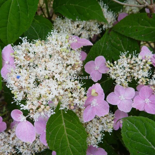 Hydrangea serrata Haku Fuji (5)