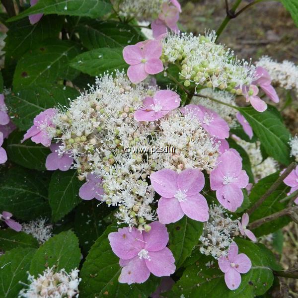 Hydrangea serrata Haku Fuji (3)
