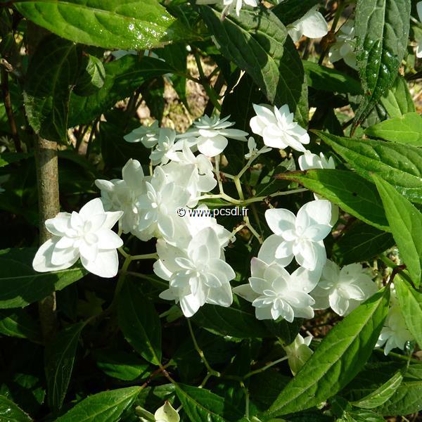 Hydrangea serrata Hakucho