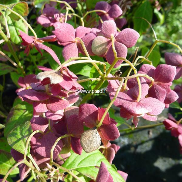 Hydrangea serrata Hakucho (5)