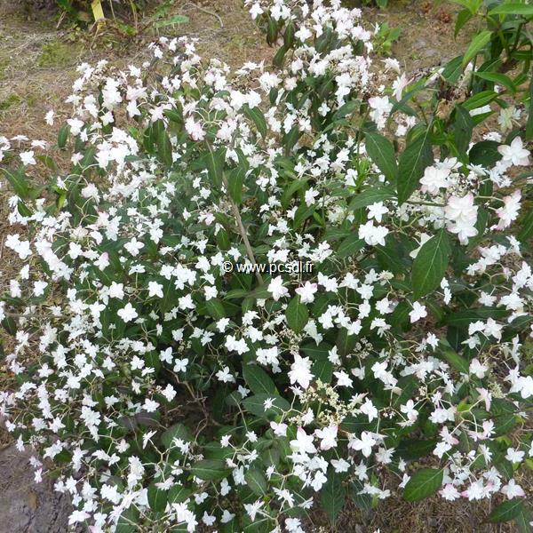 Hydrangea serrata Hakucho (7)