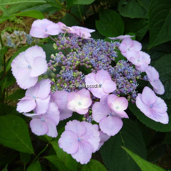 Hydrangea serrata Klaveren (4)