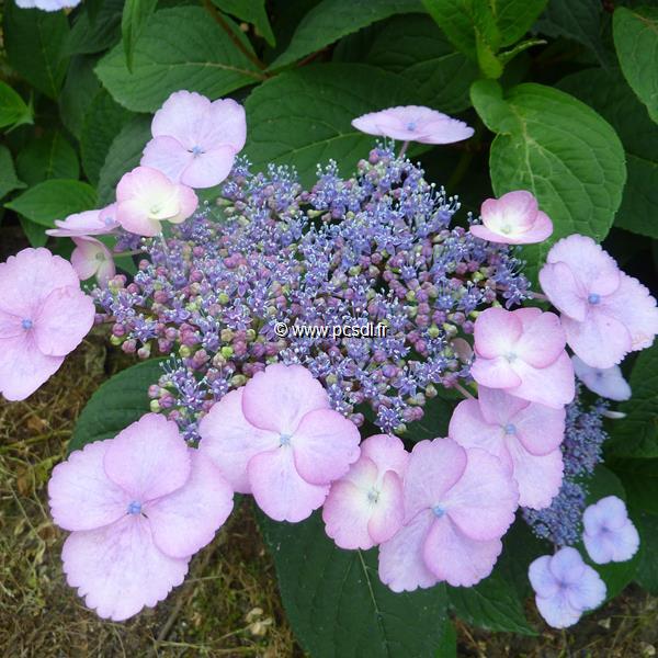 Hydrangea serrata Klaveren (5)