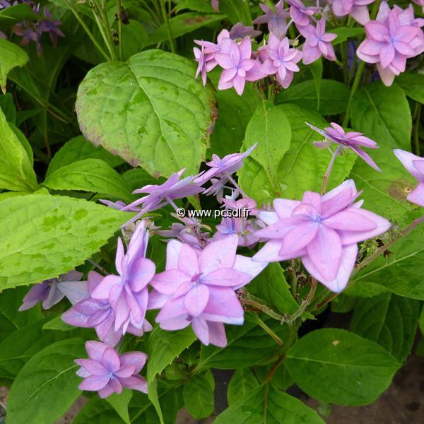 Hydrangea serrata Mikata Yae (5)