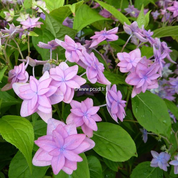 Hydrangea serrata Mikata Yae (6)