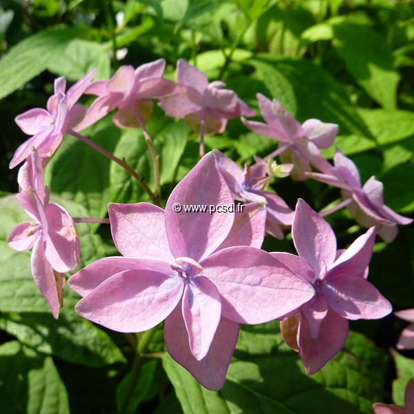 Hydrangea serrata Mikata-yae (2)