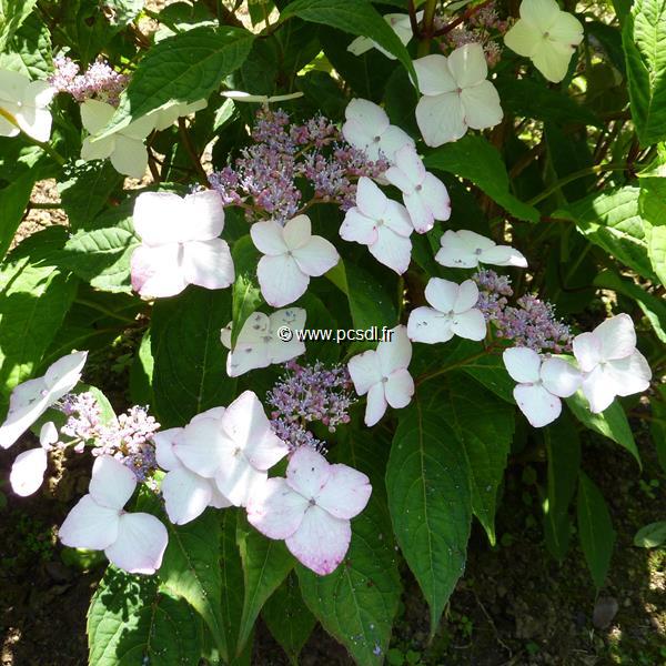 Hydrangea serrata Rosalba (2)