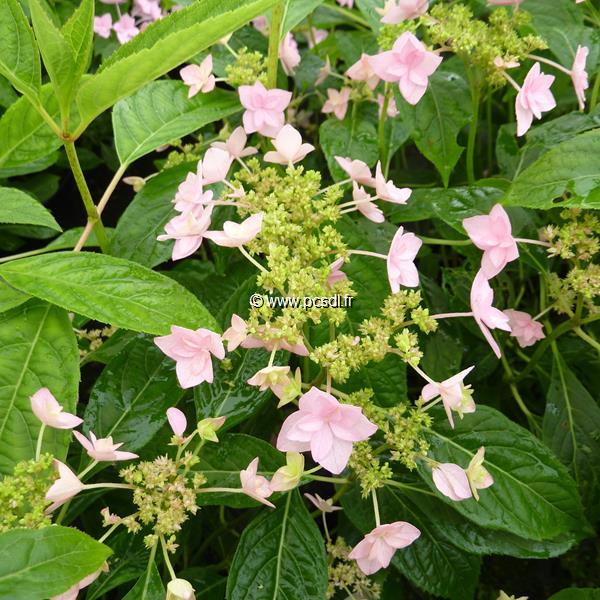 Hydrangea serrata Shichidanka (3)