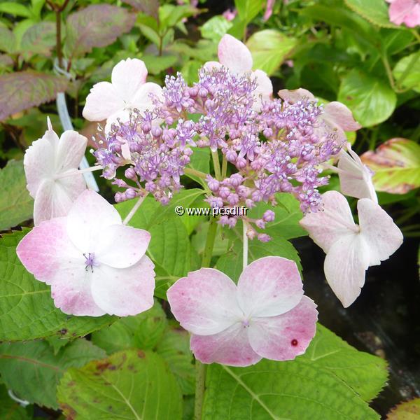 Hydrangea serrata Tokyos Delight