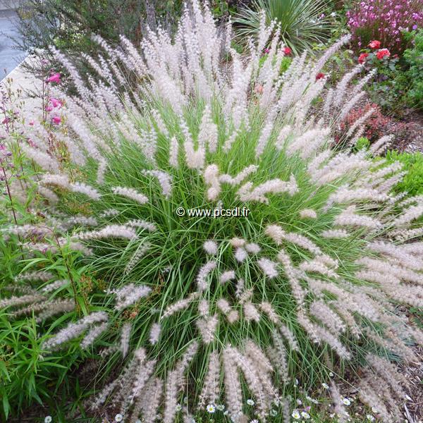 Pennisetum alopecuroides (2)