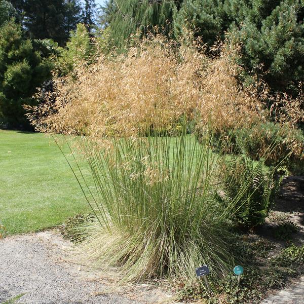 Stipa gigantea (2)