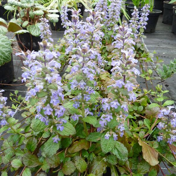 Ajuga reptans Atropurpurea