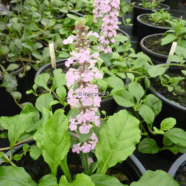 Ajuga Rosea