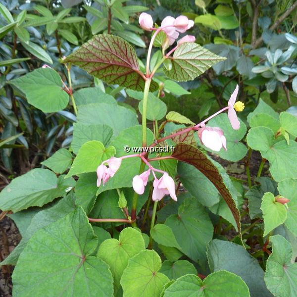 Begonia grandis evansiana (3)