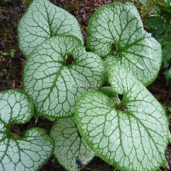 Brunnera macrophylla Jack Frost (5)