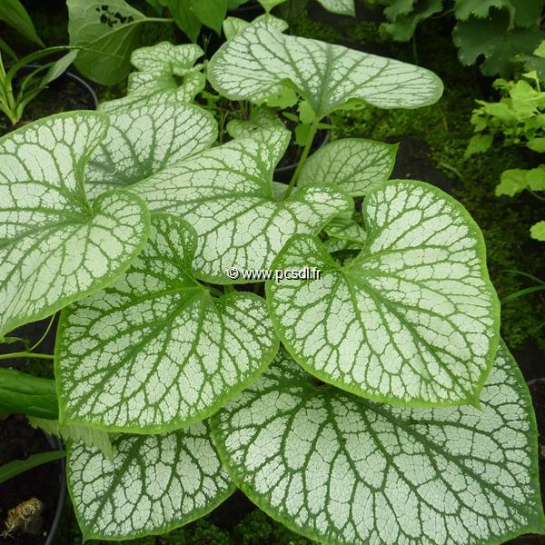 Brunnera macrophylla Jack Frost (6)