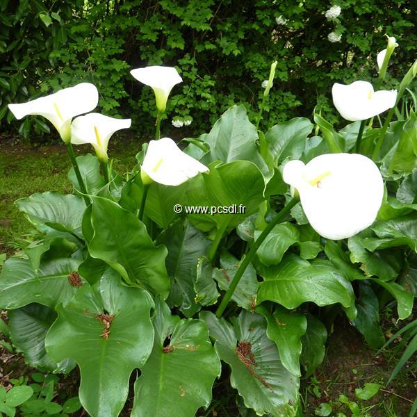 Calla palustris