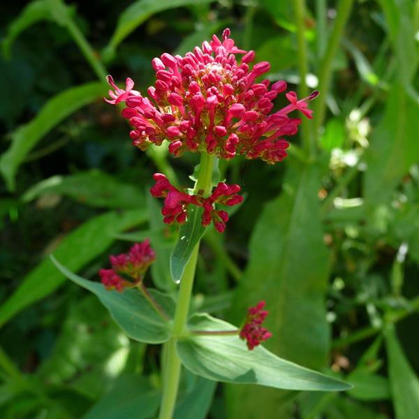 Centranthus ruber