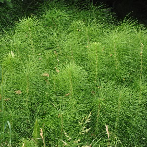 Equisetum hyemale (2)