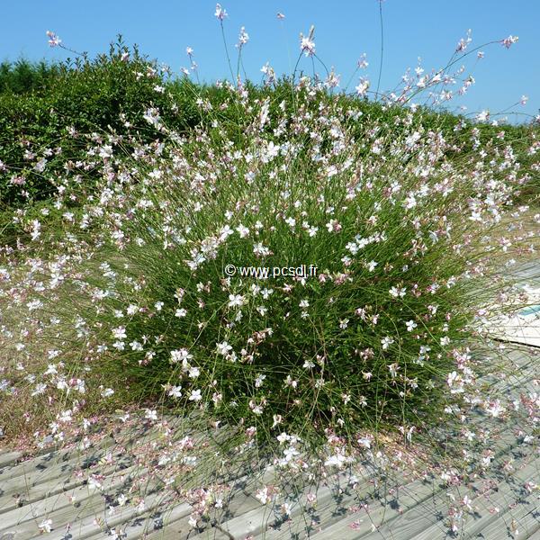 Gaura lindheimeri (1)